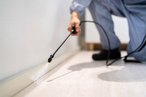 Licensed Termite Control service in Bayonne, NJ - Nex Pest Control